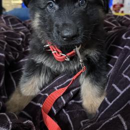 German Shepherd Puppies from Brooks High Quality Breeders