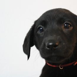 Golden Retriever and Labrador Retriever Puppies from Trenlock Kennels