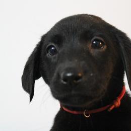 Golden Retriever and Labrador Retriever Puppies from Trenlock Kennels