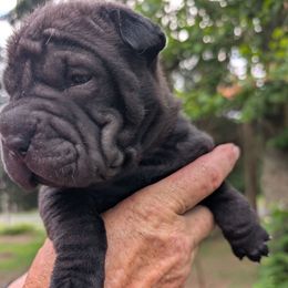 Boy 1 - Black male Chinese Shar-Pei puppy in Autryville, North Carolina from T&D'S Razen Wrinkles Shar-pei