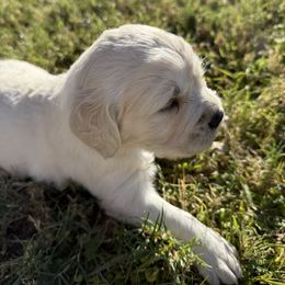 Girl 2 - Light golden female Golden Retriever puppy in Buckeye, Arizona from Ryder's Roundup