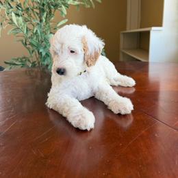 Kathani - Parti female Goldendoodle puppy in Barstow, California from Golden Desert Doodles