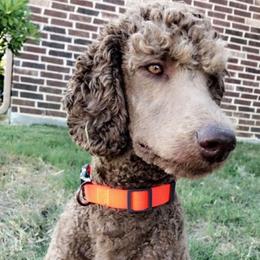 Cockapoos, Goldendoodles, and Poodles from Texas Teddy Doodles