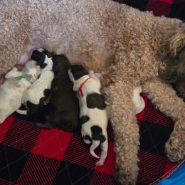 Goldendoodle puppies from DoodleBlessings