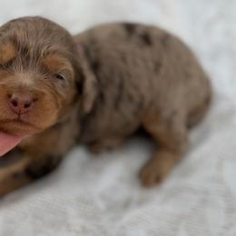 Purple collar girl - Chocolate merle female Bernedoodle puppy in Colorado Springs, Colorado from Mercy Mountain Bernedoodles