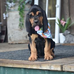 Lainey - Black and tan female Bloodhound puppy in New Edinburg, Arkansas from Blue Collar Kennelz