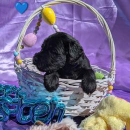 Boy 4 - male Giant Schnauzer puppy in Noel, Missouri from Riesenschnauzers von Reh Bach