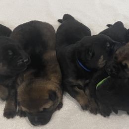 German Shepherd Puppies from Platzhirsch German Shepards