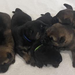 German Shepherd Puppies from Platzhirsch German Shepards