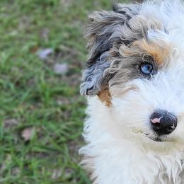 Aussiedoodle and Australian Mountain Doodle Puppies from Jagged Oaks Farm