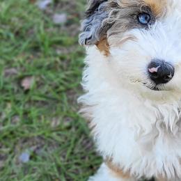 Aussiedoodle and Australian Mountain Doodle Puppies from Jagged Oaks Farm