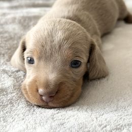 Dachshund Puppies from Silver Dach Farms