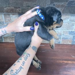 Rottweiler puppies from Come what May Rottweillers & rescues llc