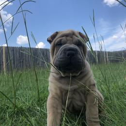 Chinese Shar-Pei Puppies from HapPei House of Wrinkles