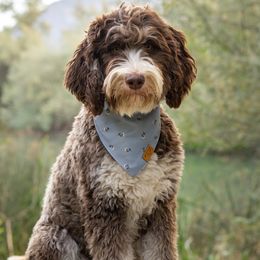 COCO - Bernedoodle