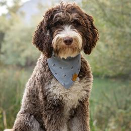 COCO - Bernedoodle