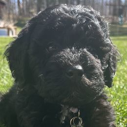 Angela - Goldendoodle puppy in Petoskey, Michigan from Petoskey Goldendoodles