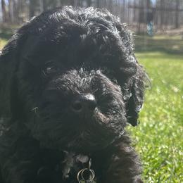 Angela - Goldendoodle puppy in Petoskey, Michigan from Petoskey Goldendoodles