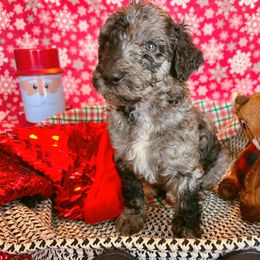 Goldendoodle Puppies from Cocoa Doodles