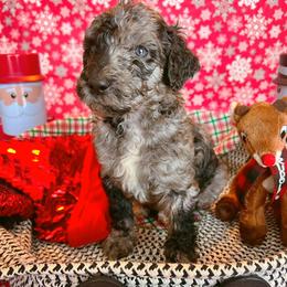 Goldendoodle Puppies from Cocoa Doodles