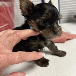 Yorkshire Terrier Puppies from Frances Hodges