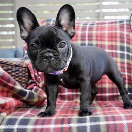 French Bulldog Puppies from A & B French Bulldogs