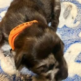 Arrow - Blue merle male Australian Shepherd puppy in Az, Yuma, Arizona from The Southern Dog