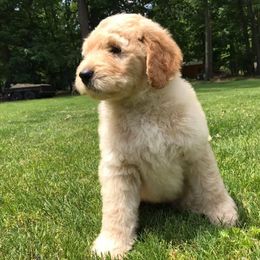 Labradoodle Puppies from Burgener Run Labradoodles