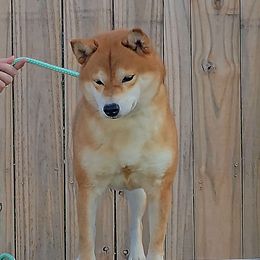 Shiba Inu puppies from Diwasou