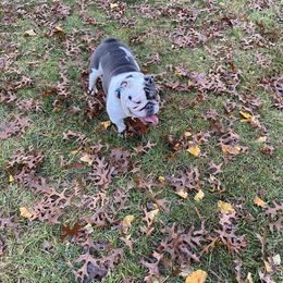 Retired Mom - White Bulldog puppy in Alexandria, Virginia from Stacey D’s Bulldogs