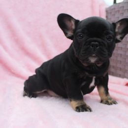 Boxer, Bulldog, and French Bulldog Puppies from Hillview Kennels