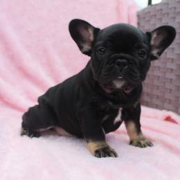 Boxer, Bulldog, and French Bulldog Puppies from Hillview Kennels