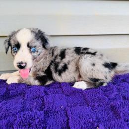 Ivy - Blue merle female Australian Shepherd puppy in Charlotte, North Carolina from Awesome Aussies