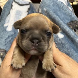 Blue fawn - Blue fawn female French Bulldog puppy in Spanaway, Washington from Frog Faced Frenchies