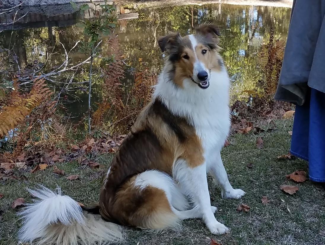 25 cute Collie puppies for sale in South Carolina | Good Dog