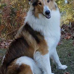 Collies and Toy Shetland Sheepdogs from Holbrook Homestead