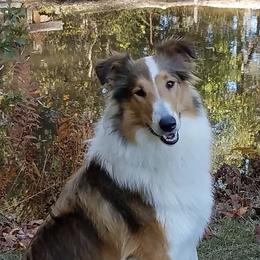 Collies and Toy Shetland Sheepdogs from Holbrook Homestead