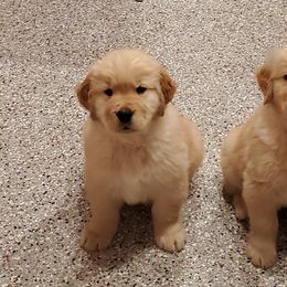 Golden Retriever Puppies from Kim Kelley