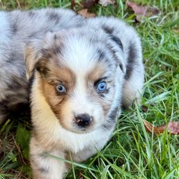 Cal - Blue merle male Miniature Australian Shepherd puppy in Patterson, North Carolina from DreamLine Aussies