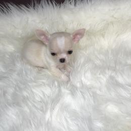 Chihuahua Puppies from Wild Prairie Chihuahuas