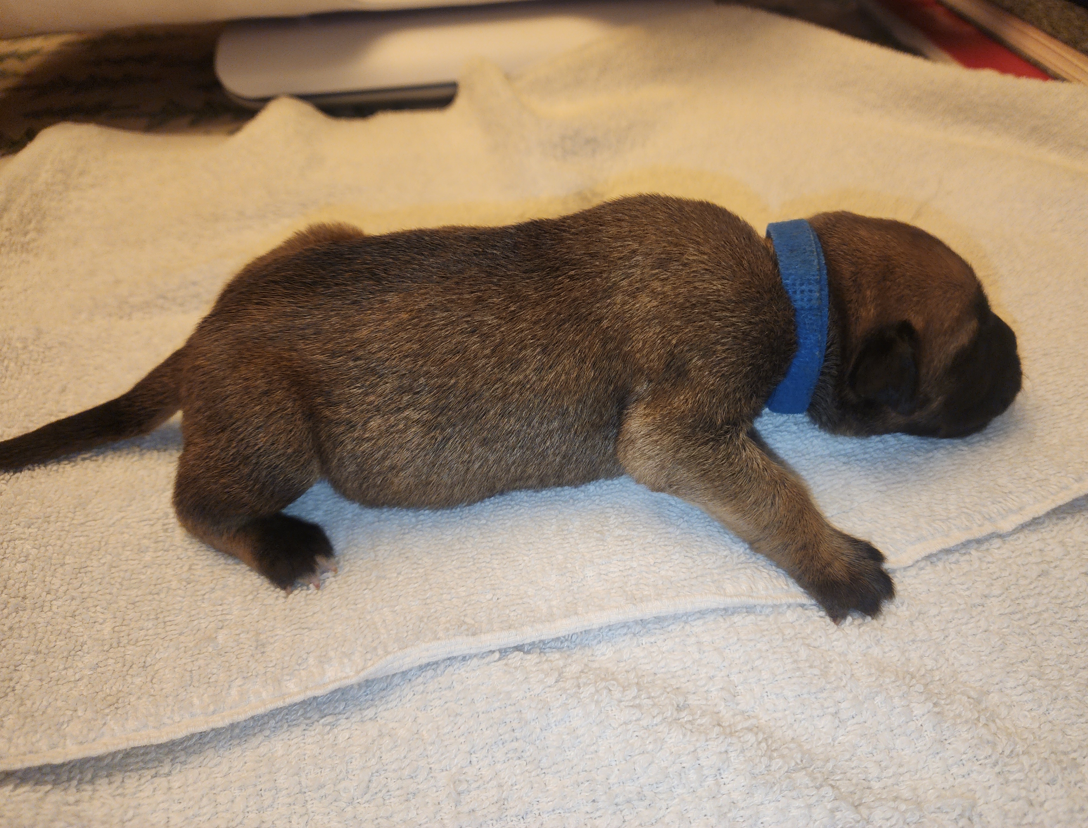 Boy 2 - Red fawn Bullmastiff puppy in Windham, Ohio from Guardian's Gate