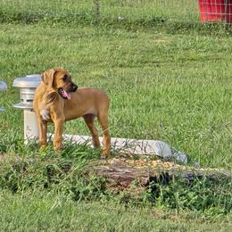 Rhodesian Ridgeback Puppies from Chilolo