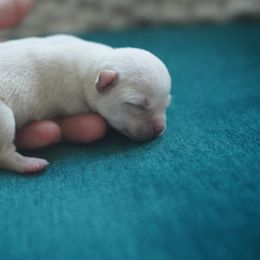 Tiny Mini Boy 5500 - Cream and white male Chihuahua puppy in Miami, Florida from Natalias Tiny Chihuahuas