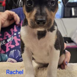 Female 4 - White black and tan female Rat Terrier puppy in Divide, Colorado from Outlaw Farm and Kennel