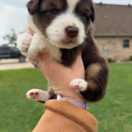 Hershey - Red tri male Miniature Australian Shepherd puppy in Weatherford, Texas from F & T Aussies