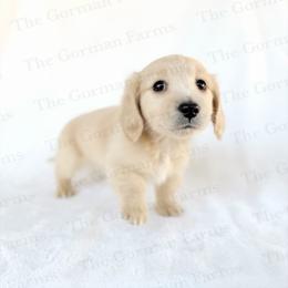 Cream Male - Cream male Dachshund puppy in Greenville, North Carolina from The Gorman Farms