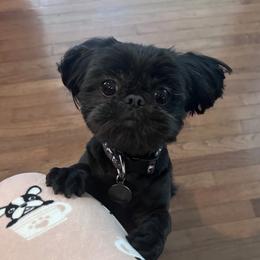 Shih Tzu Puppies from LaDawn’s Little Lions