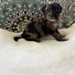 Boy 5 - Merle male Whoodle puppy in Sebastian, Florida from Perri’s Whoodles
