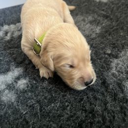 Golden Retriever Puppies from ATW Retrievers
