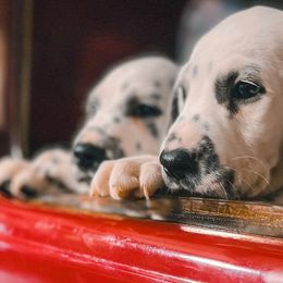 Dalmatians from The Golden Spot